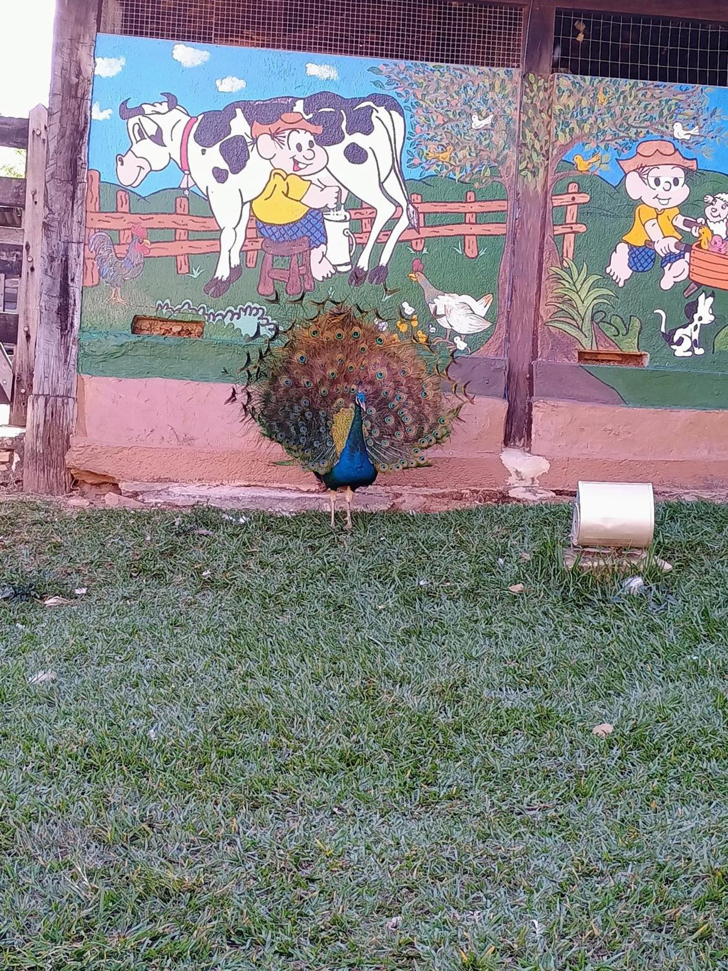 Aguas Vivas Hotel Fazenda Pirenopolis Bagian luar foto