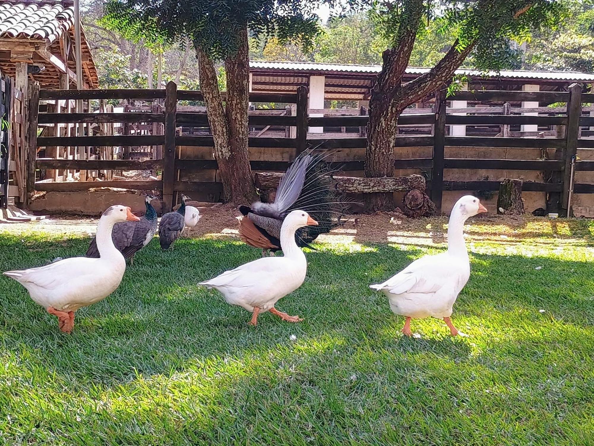 Aguas Vivas Hotel Fazenda Pirenopolis Bagian luar foto